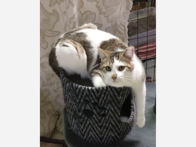 Calling All Cat Loving Volunteers!