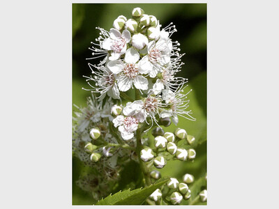 Preordering for Fall Tree & Native Plan Sale Opens