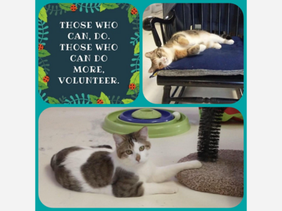Wonderful cat lovers needed to help at sanctuary