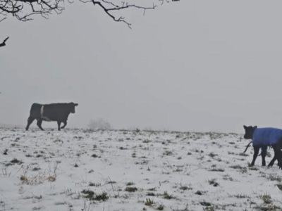 First Calf of 2026 at Vestergaard Farms